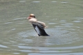 red-crested pochard, pochards-14